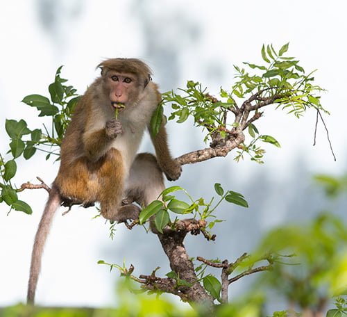 illustratrice-voyage-Asie-famille